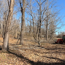 Tree-and-Limb-Cleanup-in-Taylor-MS 5